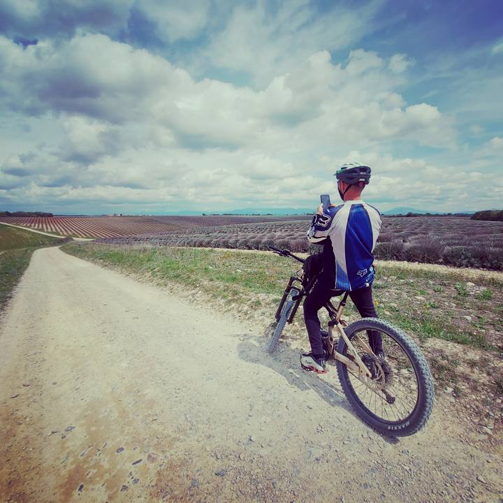 Balade à vélo entre les champs de lavande